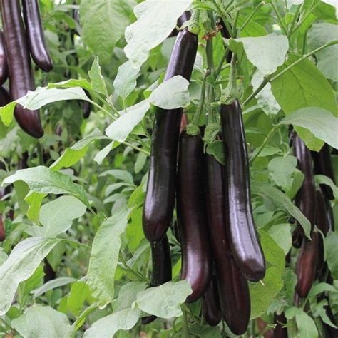 Eggplant Vegetable Seeds — Jack Seeds