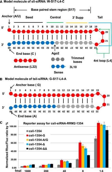 A Simple and Cost-Effective Approach for In Vitro Production of Sliced ...