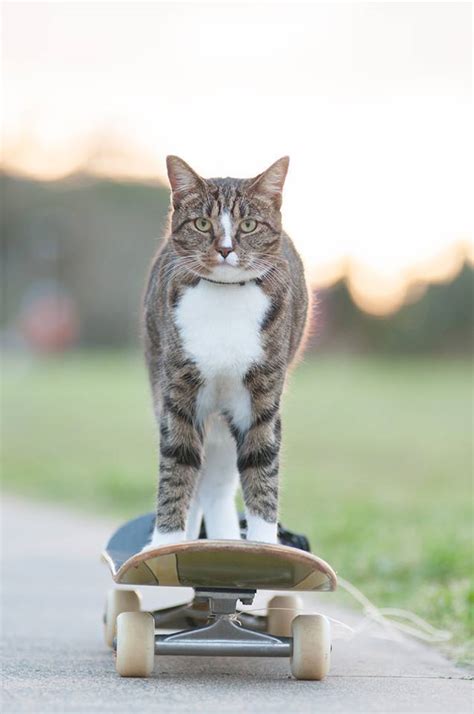 Didga the Cat Pulls Off Some Sick Tricks While Riding on a Remote ...