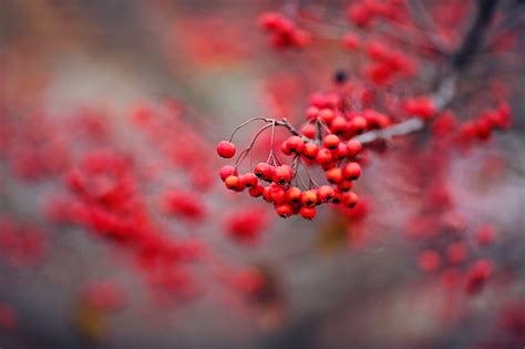 HD wallpaper: rowan, berries, frost, branch, berry, close up, winter, macro photography ...