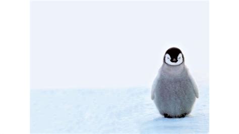 Baby Emperor Penguin - Image Abyss