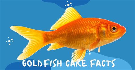 Goldfish Care Facts - Biology Educare