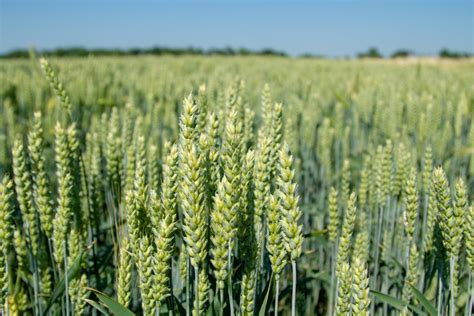 Newly discovered barley gene could help cultivate drought resistant ...