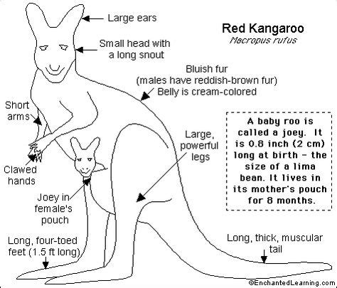 9 Kangaroo facts for kids ideas | kangaroo, kangaroo facts, kangaroo facts for kids