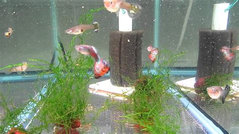 Large Guppies - YouTube