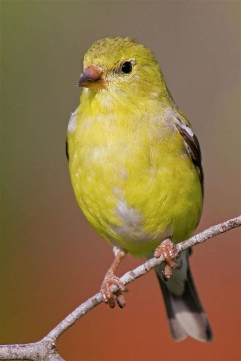 American Goldfinch Female Photograph by Bob Decker - Fine Art America