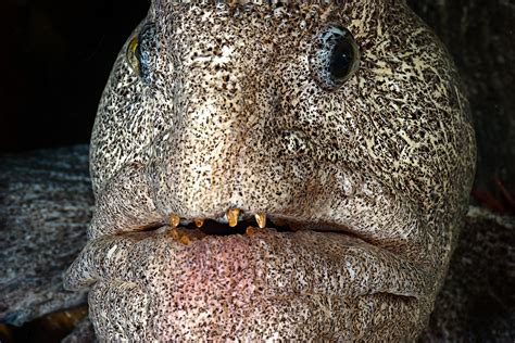 Wolf Eel Teeth 0724 | Wolf Eel (Annarrhichthys ocellatus) cl… | Flickr