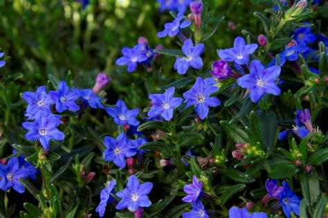 Lithodora 'Grace Ward' – Maryflower