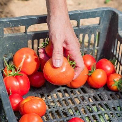 Tomato Harvest Stock Photos, Images and Backgrounds for Free Download