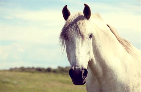 White Horse Wallpapers, Pictures, Images