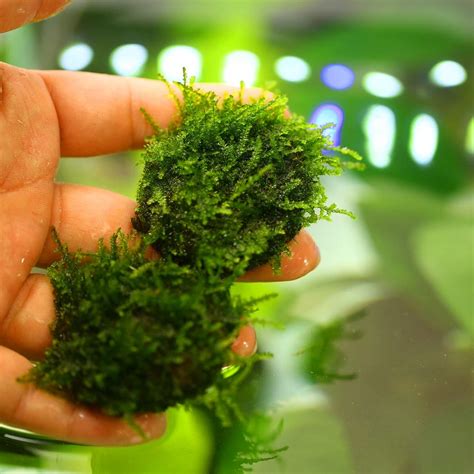 Live Aquarium Plants Freshwater Java Moss Stone Pad1 - Aquascaping Moss Wall Carpet for Water ...