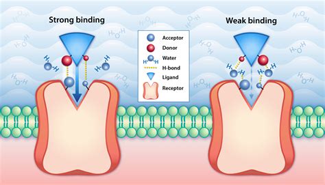 One atom can make a difference: Hydrogen-bonding pairing helps design ...