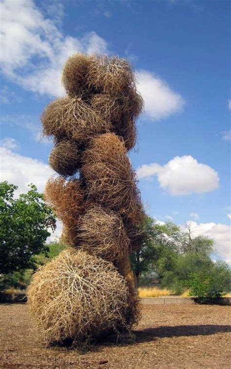 Unique Tumbleweed Art Sculpture