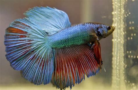 Betta Fish Tank Size: How Big Should My Betta Fish Tank Be? | Keeping Exotic Pets