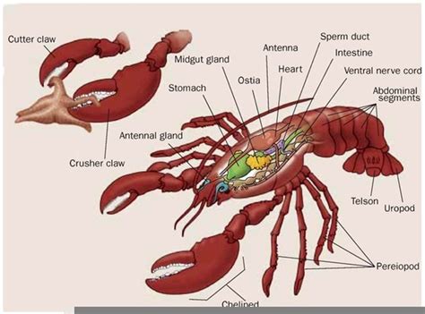 Decapoda Anatomy | Free Images at Clker.com - vector clip art online ...