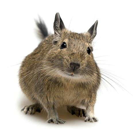 Octodon degus degu | Degus, Degu, Pets