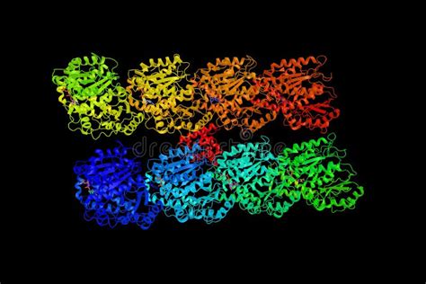 Alpha-tubulin 3C, a Protein Associated with the Genetic Diseases Stock ...