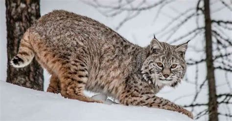 Bobcat Animal Behavior - AnimalBehaviorCorner