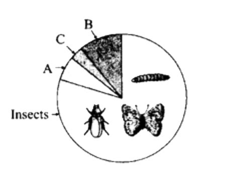 Top 100 + Invertebrate animals meaning in hindi - Lestwinsonline.com