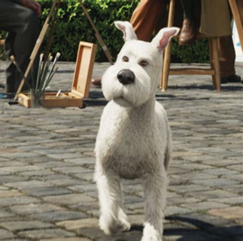 Tintin and Snowy | The Bark