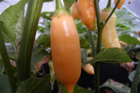 Sugar Rush Peach Pepper Seeds | Super Hot Chiles