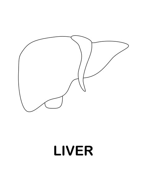 Premium Vector | Coloring page with liver for kids