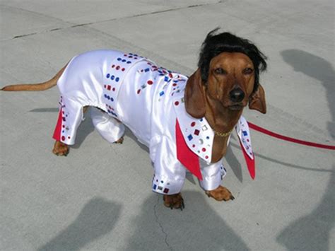 Top 10 Printable Halloween Costumes For Wiener Dogs