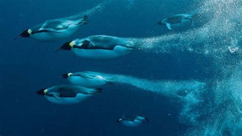 Emperor penguins swimming | Emperor penguin, Penguins, Earth photos