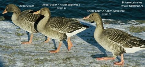 Harteman Wildfowl hybrids: duck, goose and swan crossbreeds