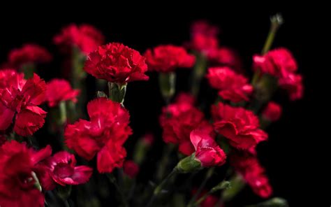 Red Carnations Flowers Mac Wallpaper Download | AllMacWallpaper