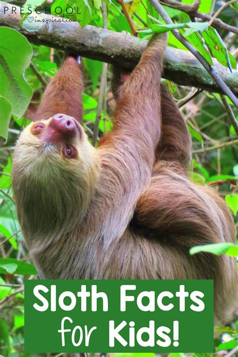 Sloth Facts Printable