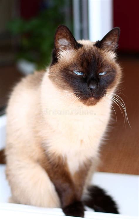 134 Angry Siamese Cat Stock Photos - Free & Royalty-Free Stock Photos ...