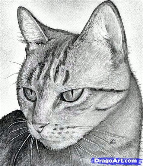 How Do You Draw A Cat S Face at Charles Fisher blog