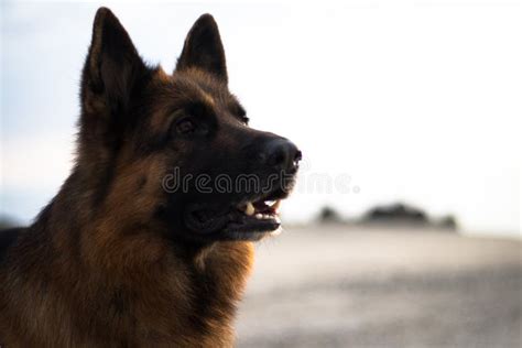 Portrait Photo of the Dog Attila. Stock Photo - Image of sweet, together: 138133164