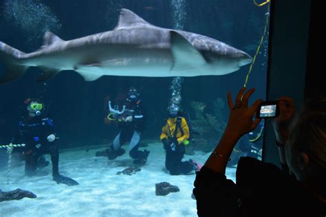 Aquarium In Tacoma To Let Visitors Dive In Shark Tank | KLCC