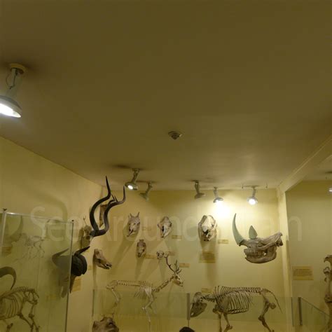 The Booth Museum of Natural History, Brighton, Sussex - See Around Britain