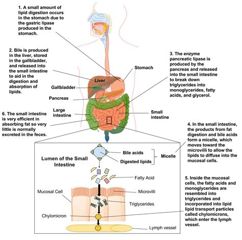 5.6: Digestion and Absorption of Lipids - Medicine LibreTexts