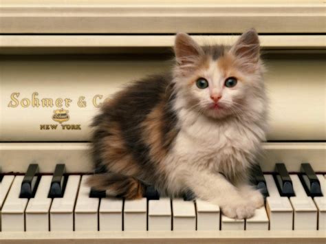 Piano Cat Wallpapers - Wallpaper Cave