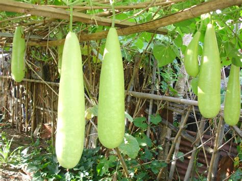 PALEO ENTHUSIAST: Sautéed Bottle Gourd Squash (Ginisang Upo)