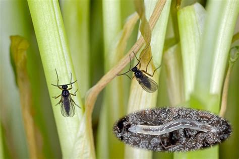 FUNGUS GNATS - Why are they so difficult to control? - Eutrema