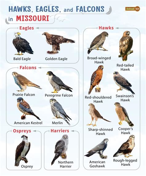 List of Hawks, Eagles, & Falcons in Missouri with Pictures