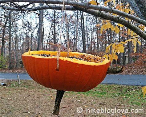 Pumpkin Top Bird Feeder - petdiys.com