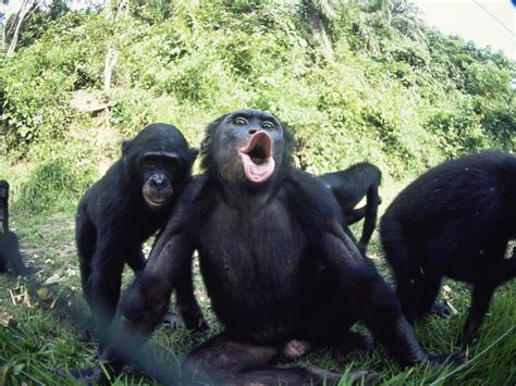 Bonobo | Species | WWF