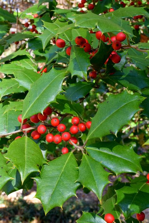 Using Georgia Native Plants: American Holly