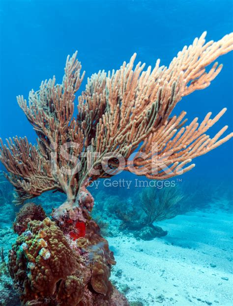 Coral Gardens Stock Photo | Royalty-Free | FreeImages