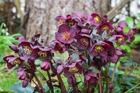 Lenten rose: varieties, location & care - Plantura