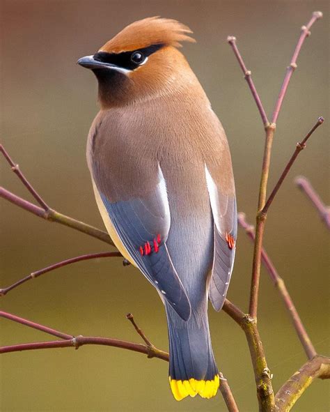 Cedar Waxwings Wallpapers - Wallpaper Cave