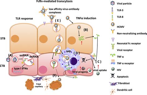 Trophoblast immune response in a viral infection. (A) Single-strand RNA... | Download Scientific ...