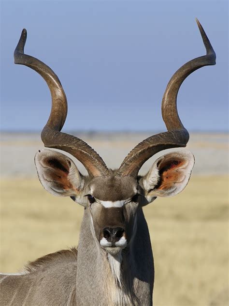 Free photo: Kudu Antelope - Animal, Antelope, Deer - Free Download - Jooinn