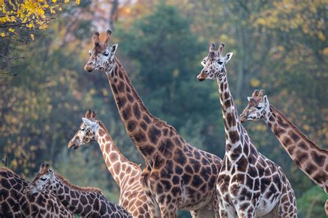 Animals | Dublin Zoo